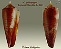 Conus guidopoppei