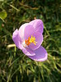 Crocus nudiflorus close-up