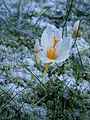 Crocus sieberi 'Bowles White'