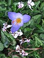 Crocus speciosus 'Artabir'