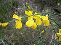 Cytisus scoparius