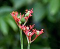 Flowering bracts of J. podagrica.