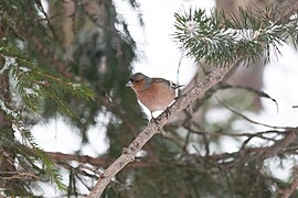 Mâle en milieu montagnard hivernal.