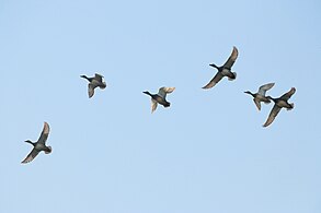 Gadwalls in flight, Taudaha Lake