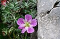 Località : "Giardino Botanico delle Alpi Orientali", Monte Faverghera (BL), 1500 m s.l.m. - 23/06/2007