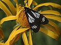 Police-car moth, on orange sneezeweed, same meadow