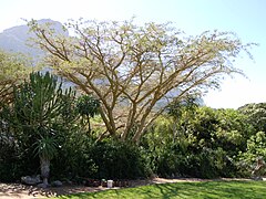 Description de l'image Kirstenbosch_-_Acacia_sieberiana.jpg.