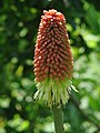 Kniphofia 'Shenandoah'