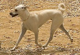 Cretan Hound or Kritikos Lagonikos, one of Europe's oldest hunting dog breeds