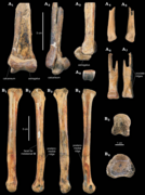 Metatarsals assigned to Leptorhynchos sp.
