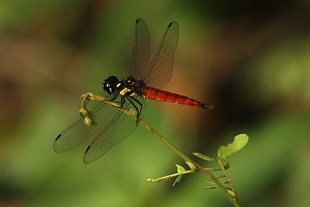 Lyriothemis tricolor male