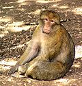 Macaque de Barbarie