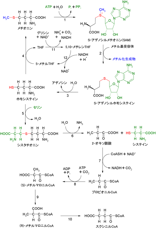 メチオニンのスクシニルCoAまでの分解経路