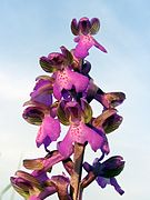 Orchis bouffon.