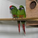 Two green parrots with red tails and belly patches, deep purple faces with a white stripe, one with a red crown