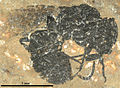 P.? messeliana fossil