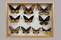 Muséum Requien, collection Luault, Papilionidae, Troides, région Asie