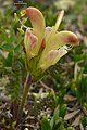 Pedicularis capitata