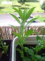 Une plante qui pousse sur mon balcon, probablement semée par les oiseaux...