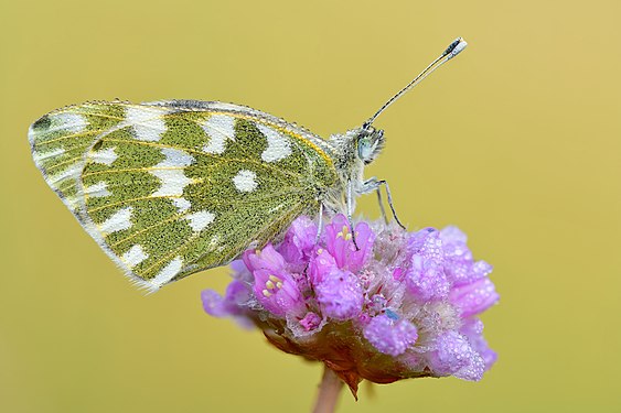 Pontia edusa, nominated by Name