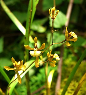 Cyrtochilum caespitosum