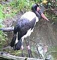 A Saddle billed Stork