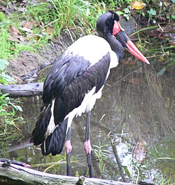 Afrikansatulahaikara (Ephippiorhynchus senegalensis)