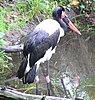 An adult Saddle-billed stork