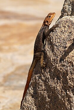 Agama planiceps