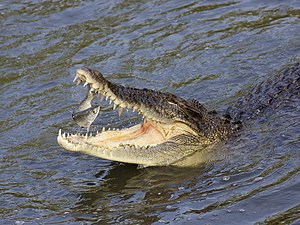 תנין הים (תנינאים) Crocodylus porosus עוד מידע: תנינים