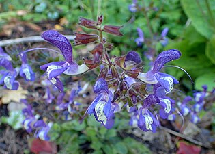 Violsaalvia Salvia forsskaolei