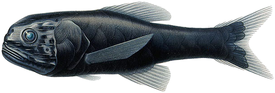 Scopelogadus mizolepis