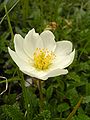 Silberwurz (Dryas octopetala)