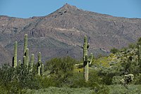 Carnegiea gigantea cacti on Silly Mountain, Arizona.