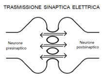 Illustrazione del funzionamento della sinapsi elettrica.