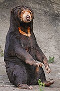 Black bear with brown face and orange marking on chest on rock