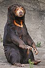 Black bear with brown face and orange marking on chest on rock