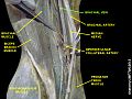 Brachial vein