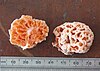 The fungus Spongiforma squarepantsii