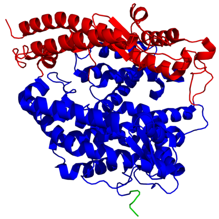 Structure d'une ACE2 humaine montrant les sous-domaines I en rouge et II en bleu du domaine métallopeptidase à zinc ainsi que le début du domaine d'homologie aux collectines C-terminal en vert (PDB 1R42[1]).