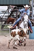 Capture du veau au lasso au Texas