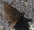 Mexican cloudywing, F. R. 144