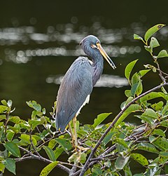 Description de l'image Tricolored heron (94804).jpg.