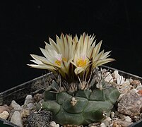 Turbinicarpus swobodae