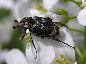 Valgus hemipterus