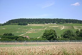 Le vignoble de Chablis, dans le centre-est.