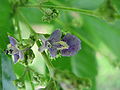 Vitex cannabifolia