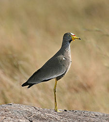 A Senegal Wattled Plover in Masai Mara National Reserve, Kenya