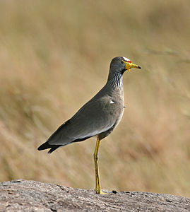 African wattled lapwing, by Wwelles14
