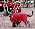 Irish Wolfhound, mascot of the Irish Guards